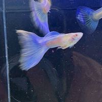凱睿水族直播工作室