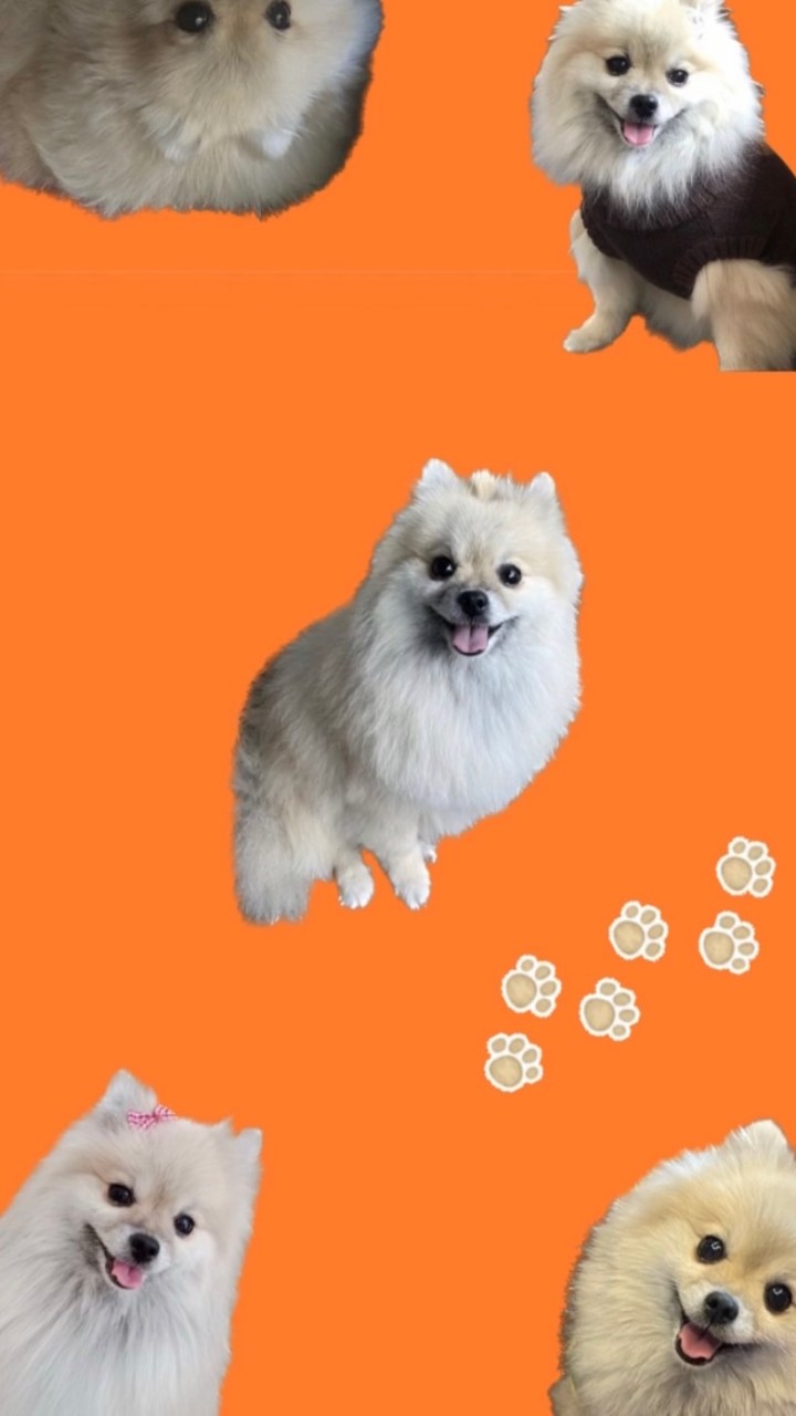 Pawsdeena
