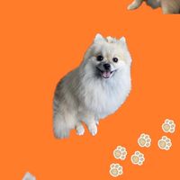 Pawsdeena