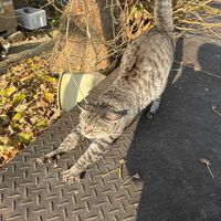 ひと⭐︎ねこ部　2025年度新歓