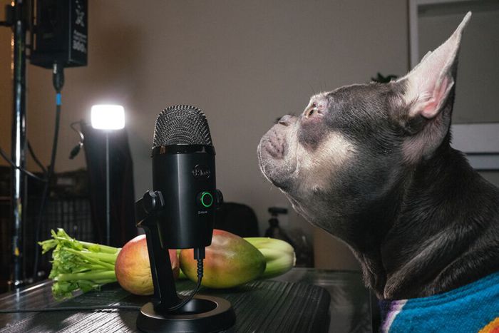 Blue麥克風小雪怪麥克風Yeti Nano，全指向收音模式適合錄製近期正夯的毛孩ASMR吃播。