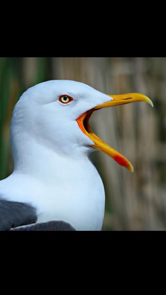 crypto_seagull❤️交易討論群🚀
