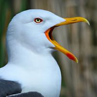 crypto_seagull❤️交易討論群🚀