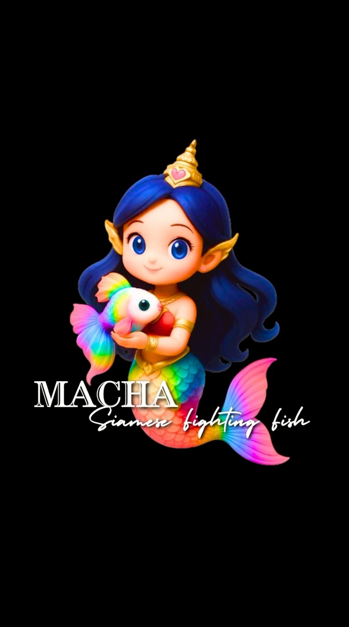 MACHA SIAMESE FIGHTING FISH