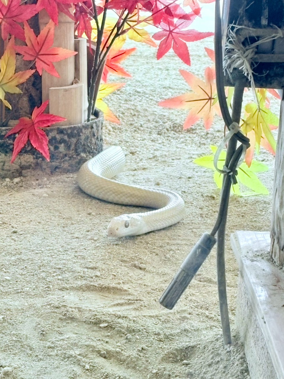 泡沫さんとの相談所