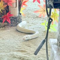泡沫さんとの相談所
