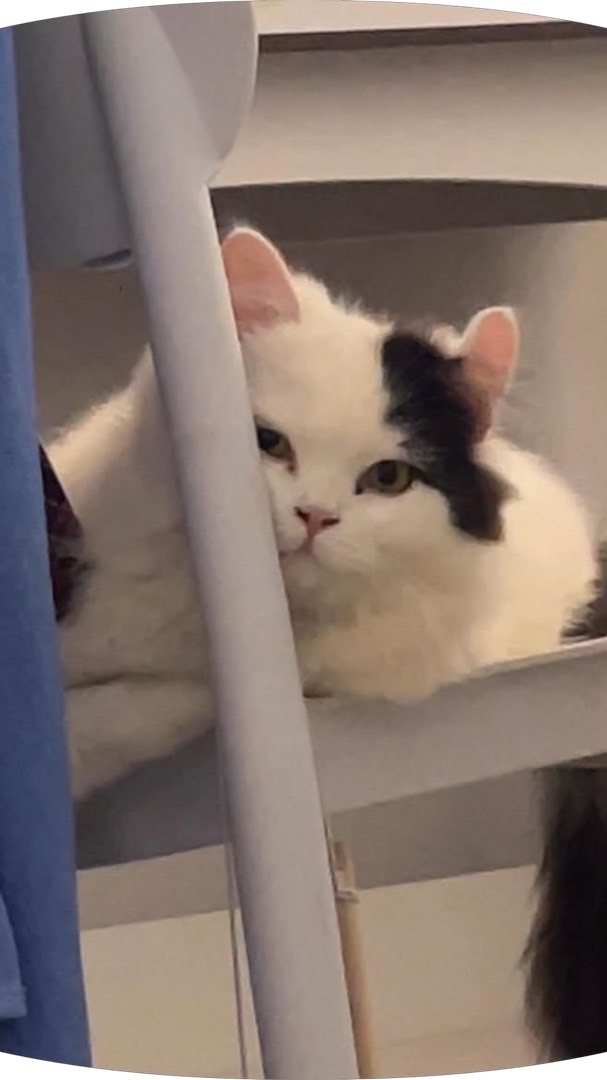 นีโมโม่