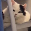 นีโมโม่