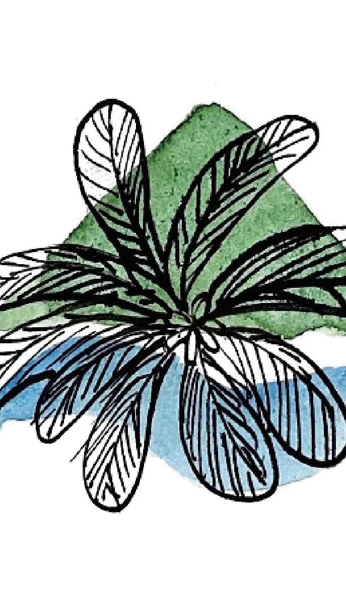 草海桐海景民宿