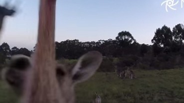 用航拍機拍袋鼠 慘遭瞬間K.O