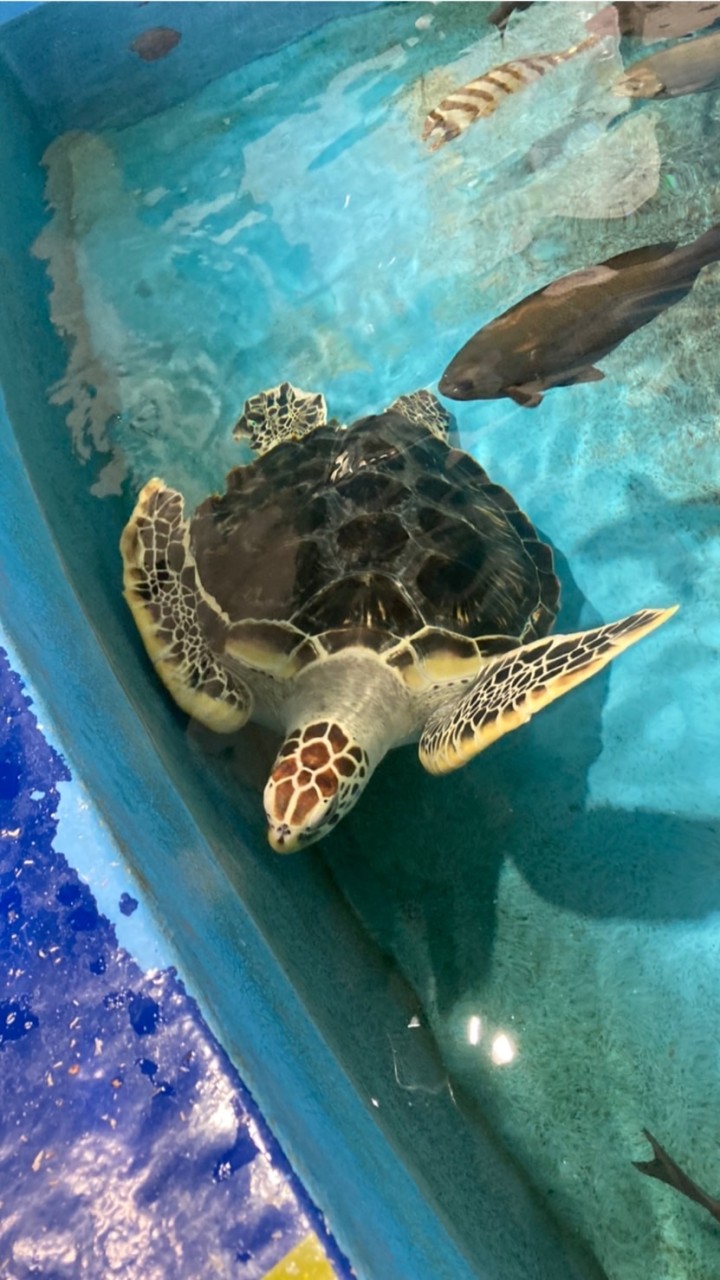 水族館レポート部屋