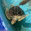 水族館レポート部屋