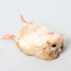 ペットランドホーマック北野通り店 ペットランドホーマックキタノドオリテン 北野3条 南郷１８丁目駅 動物病院 By Line Place