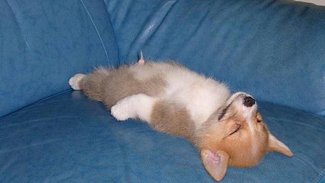6 Gaya Nyeleneh Anjing Saat Tidur Pulas Bikin Gemas