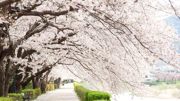 春天關西絕不能錯過花主題祭典！春天一起來日本「捻花惹草」