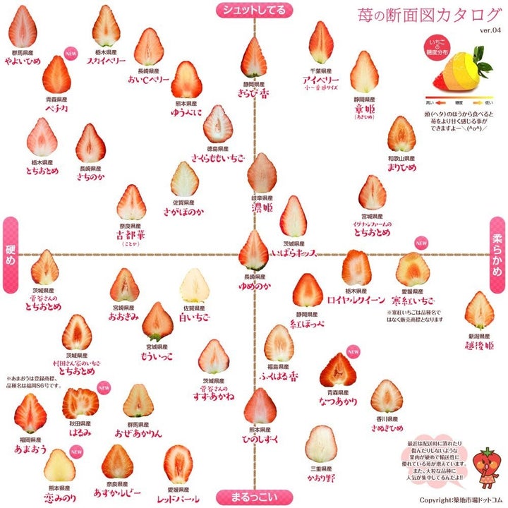 全国39品目の イチゴの断面図 網羅したカタログがすごい