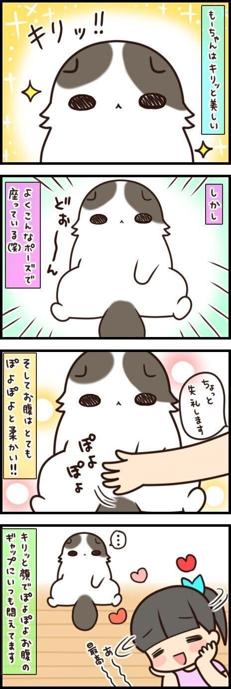 キリッとイケ猫なのに ぽよんぽよんなお腹 ギャップ萌え