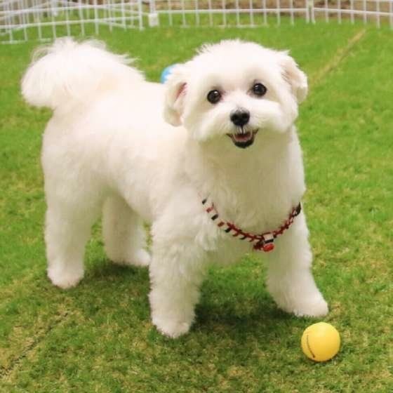 犬の鳴き声には謎がいっぱい 鳴き声トリビア 5選