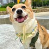 柯基當家-英國皇家高級幼兒學園