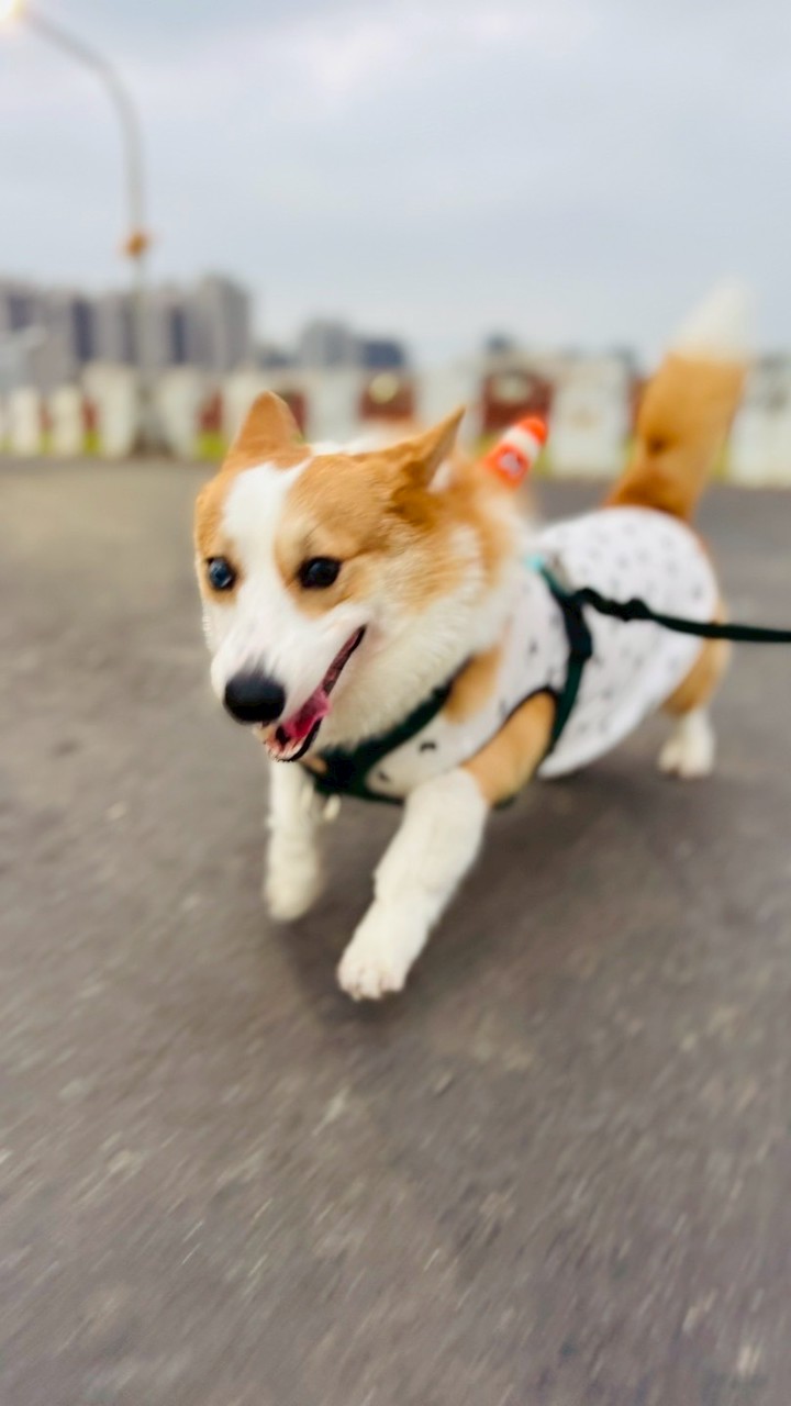 柯基當家-英國皇家高級幼兒學園