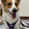 柯基當家-英國皇家高級幼兒學園