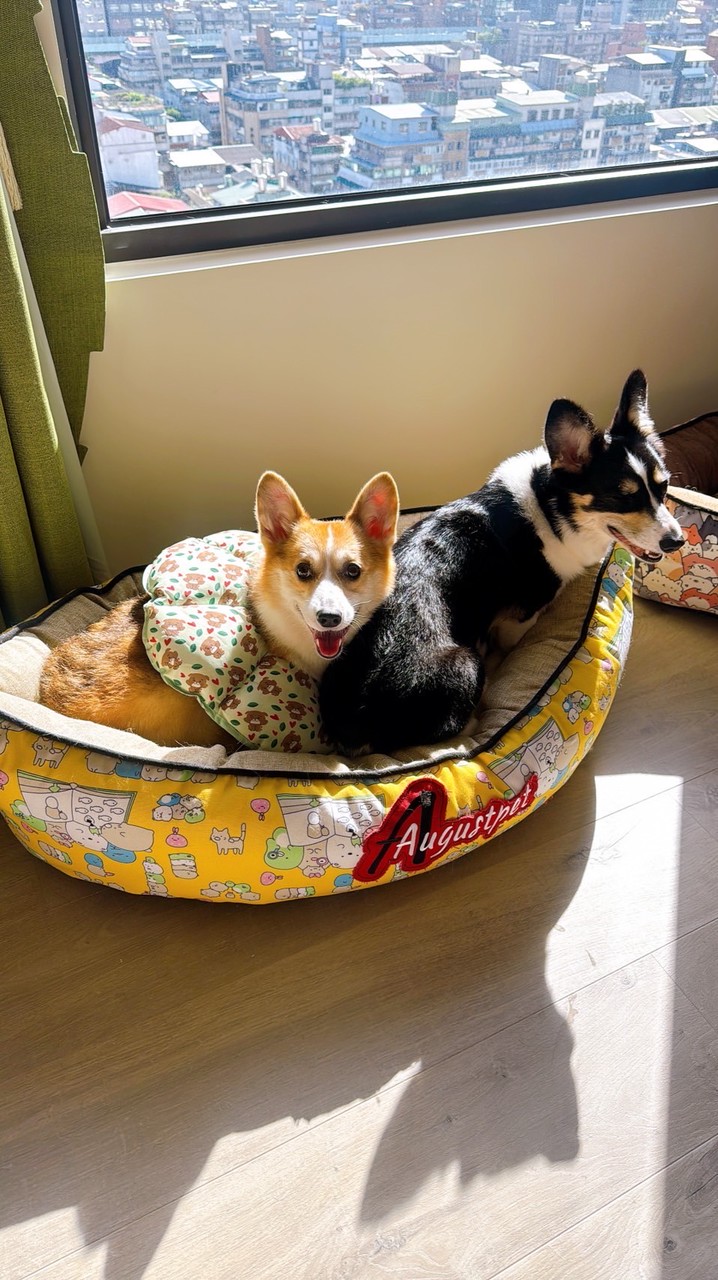 柯基當家-英國皇家高級幼兒學園