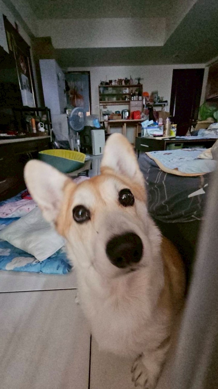 柯基當家-英國皇家高級幼兒學園