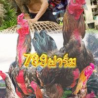 กระจกวิ่งไก่ชน(ชร.)