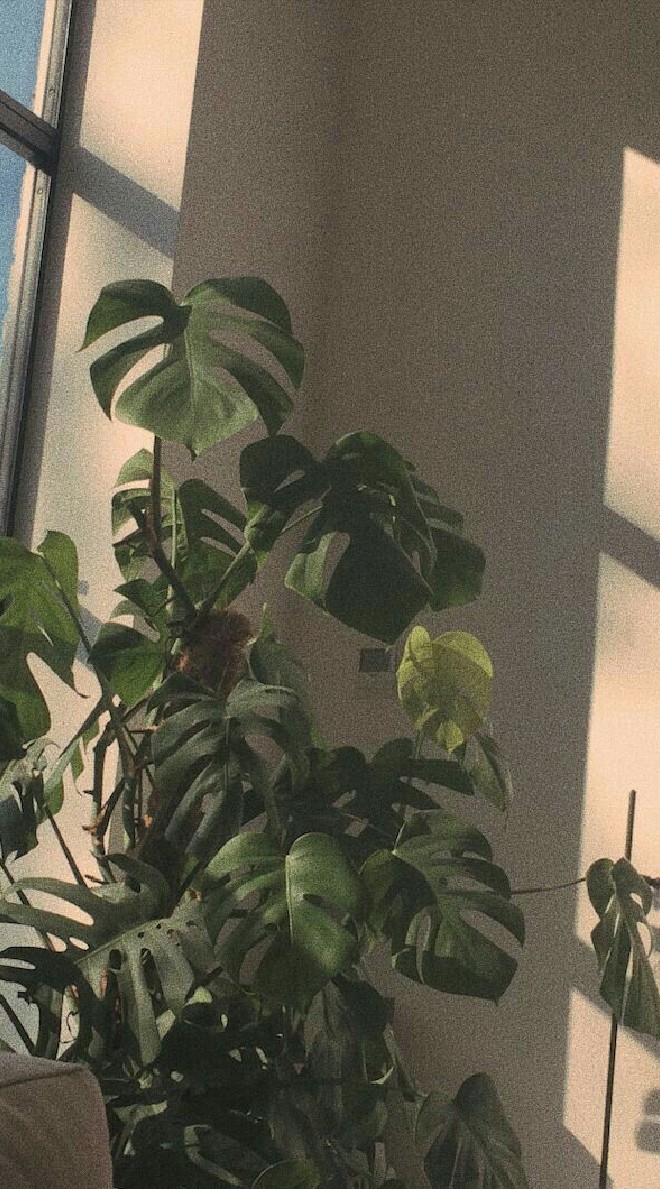 𝗛𝗔𝗜𝗞𝗬𝗨𝗨 — ☘︎