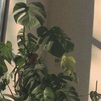 𝗛𝗔𝗜𝗞𝗬𝗨𝗨 — ☘︎