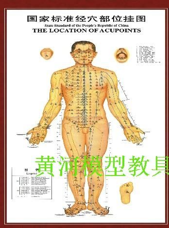 針灸人體經絡 穴位圖 全套中醫針灸標準 掛圖 針灸圖 養生保健