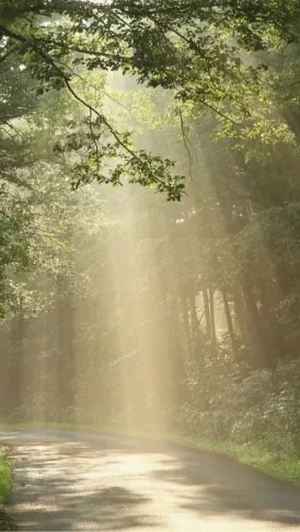 不整脈、心臓が不安な人。(*´꒳`*)みんなで雑談しましょ　下にある説明文読んで