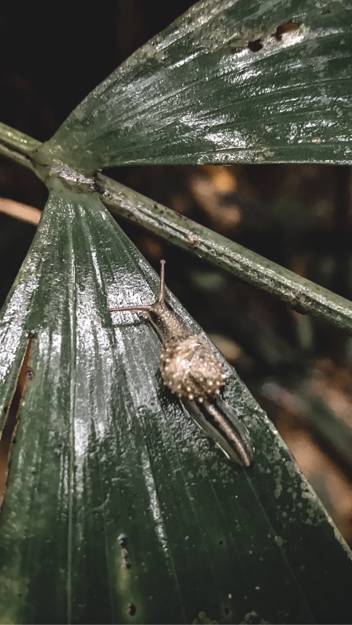 LandSnail
