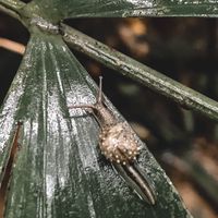 LandSnail