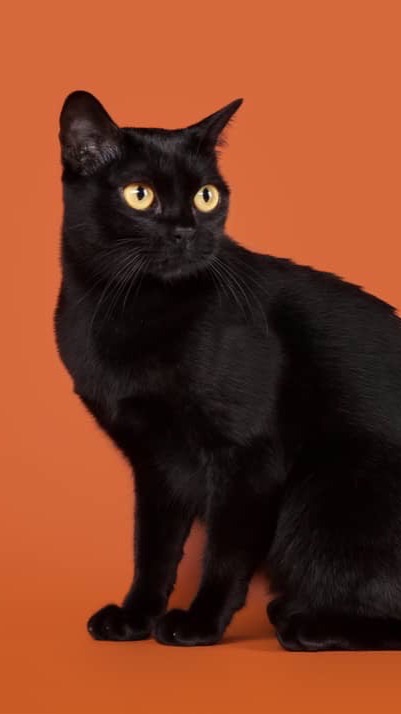 尋貓🐈啟示
