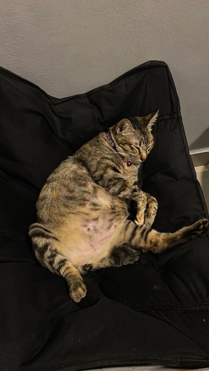 เรื่องของชาแนลลล🐈