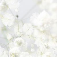 Pure Bliss 選品🌸代購