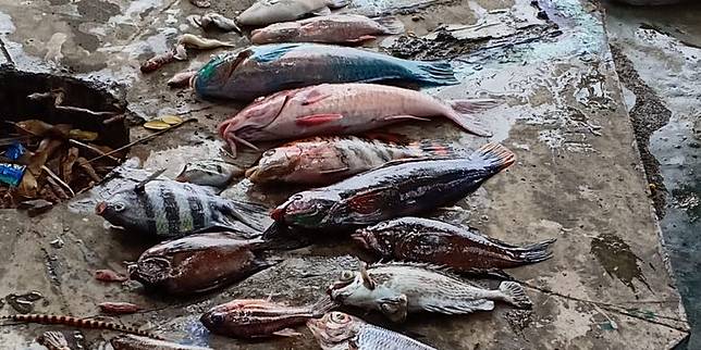 610 Koleksi Ikan Perairan Air Laut Adalah HD