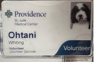 Ohtani超可愛 二刀流犬大谷爆紅 Nownews 今日新聞 Line Today