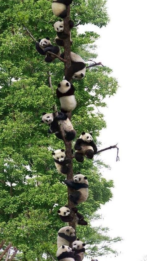 きぽんず🐼🐾・きほふぁん・生活音好きクレープ