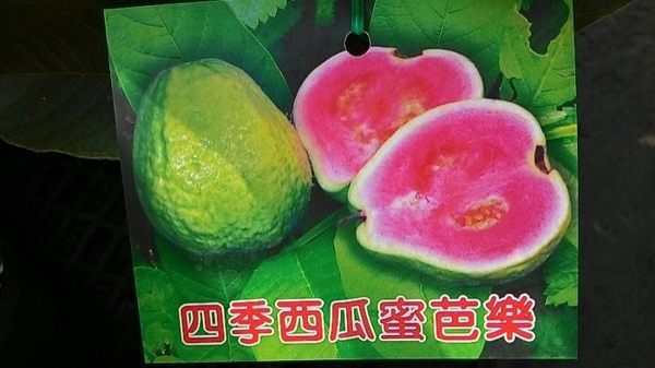 ** 四季西瓜蜜芭樂 ** 4.5吋盆/高30-50cm OvO