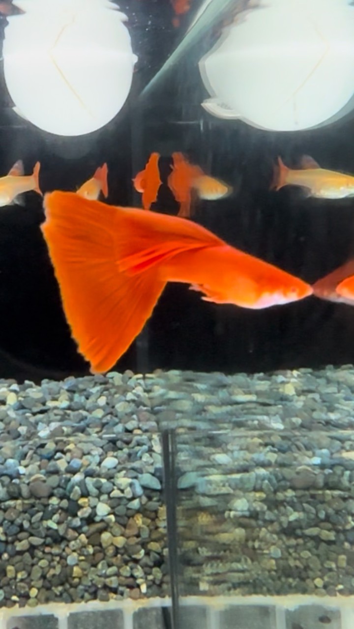 花蓮孔雀魚部落