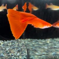 花蓮孔雀魚部落