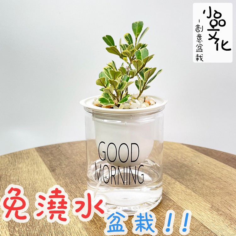 讓美好的一天從一聲 GOOD MORNING 開始透明可視水位，一目瞭然，防止水乾，導致植物枯死3吋盆栽名 稱: 斑葉三角榕習 性: 多年生喬木種 植 難 度: ★☆☆☆☆產品規格:盆材質: 強化塑膠