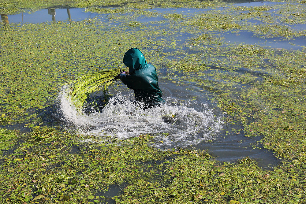 採收長在水田中的野蓮，需穿著全身防水衣，彎身割除根部，再用力甩動，梳順長長的野蓮莖部並去除泥沙。(攝影/Carter)
