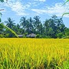 【米・麦・雑穀】農業ネットワーク