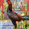 ซุ้ม น.นำเฮง