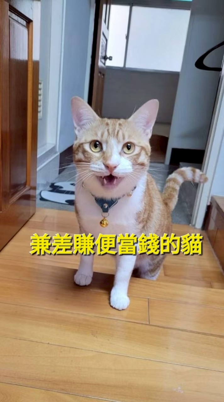 寶僑盒裝洗衣球專賣-未進過娃娃機全新未拆半年內製造新品