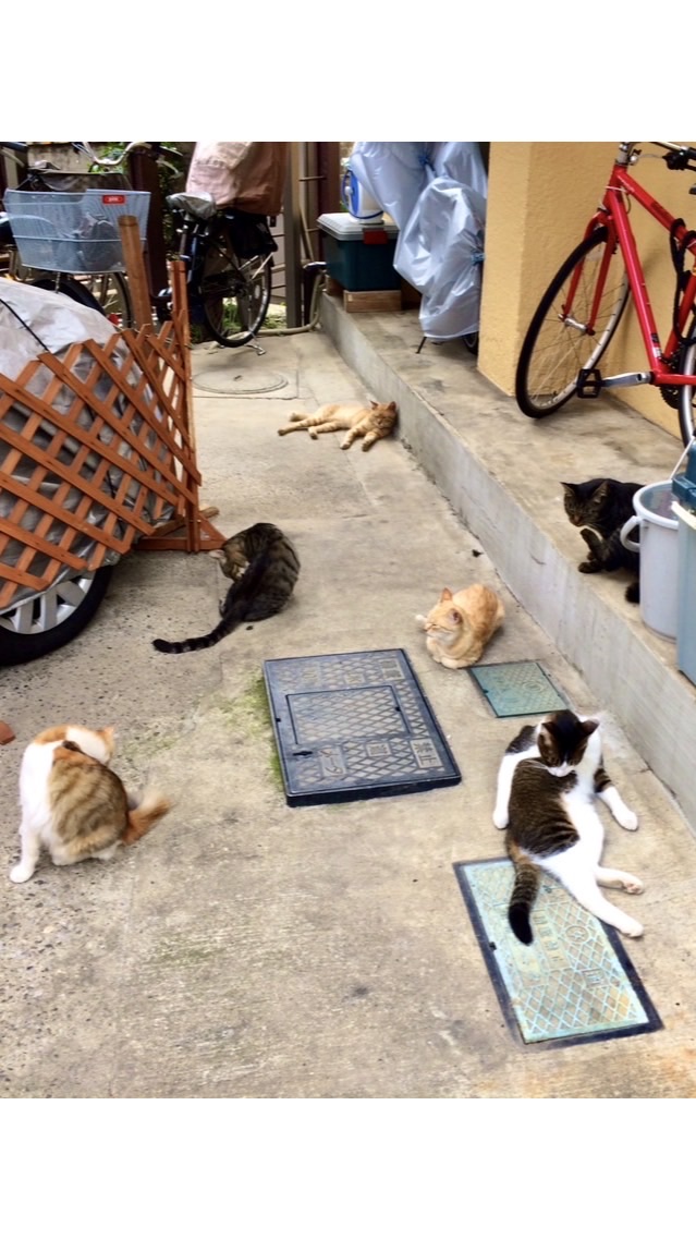 アセクシャル💜集住したい会