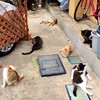 アセクシャル💜集住したい会